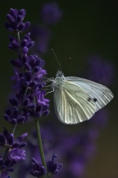 Bělásek zelný  ( Pieris brassicea )