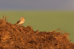 Bělořit šedý ( Oenanthe oenanthe )