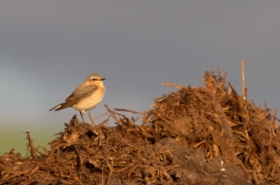 Bělořit šedý ( Oenanthe oenanthe )