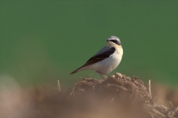 Bělořit šedý ( Oenanthe oenanthe )