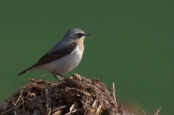 Bělořit šedý ( Oenanthe oenanthe )