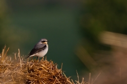 Bělořit šedý  ( Oenanthe oenanthe )