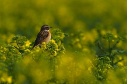 Bramborníček hnědý  ( Saxicola rubetra )