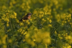 Bramborníček hnědý  ( Saxicola rubetra )