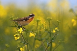 Bramborníček hnědý  ( Saxicola rubetra )