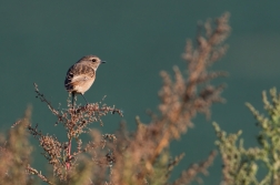 Bramborníček hnědý  ( Saxicola rubetra )