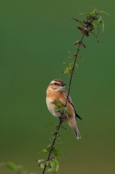 Bramborníček hnědý  ( Saxicola rubetra )