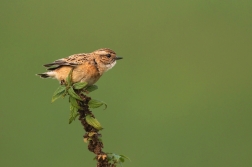 Bramborníček hnědý  ( Saxicola rubetra )