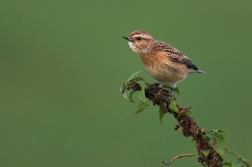 Bramborníček hnědý  ( Saxicola rubetra )