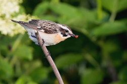 Bramborníček hnědý  ( Saxicola rubetra )