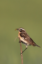 Bramborníček hnědý  ( Saxicola rubetra )