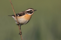 Bramborníček hnědý  ( Saxicola rubetra )