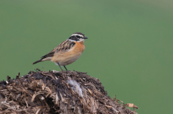 Bramborníček hnědý  ( Saxicola rubetra )