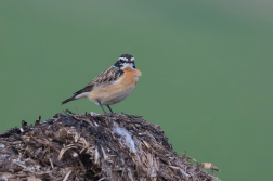 Bramborníček hnědý  ( Saxicola rubetra )