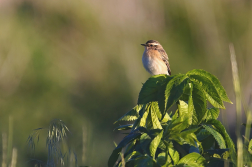 Bramborníček hnědý  ( Saxicola rubetra )