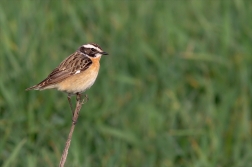 Bramborníček hnědý ( Saxicola rubetra  )