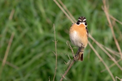 Bramborníček hnědý ( Saxicola rubetra  )