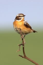 Bramborníček hnědý ( Saxicola rubetra  )