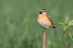 Bramborníček hnědý ( Saxicola rubetra  )