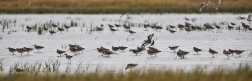 Břehouš černoocasý  ( Limosa limosa )