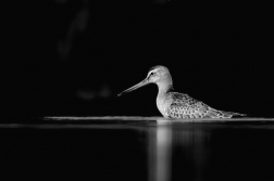 Břehouš černoocasý ( Limosa limosa )