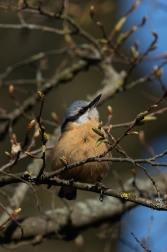 Brhlík lesní ( Sitta europaea )