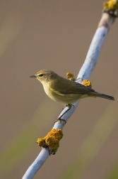 Budníček menší  ( Phylloscopus collybita...