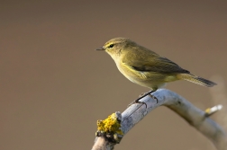 Budníček menší  ( Phylloscopus collybita...