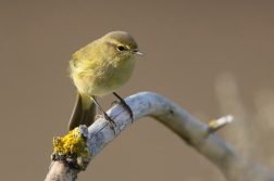 Budníček menší  ( Phylloscopus collybita...