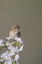 Budníček menší  ( Phylloscopus collybita...