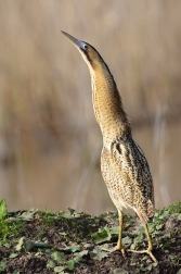 Bukač velký  ( Botaurus stellaris )