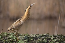 Bukač velký  ( Botaurus stellaris )