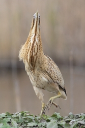 Bukač velký  ( Botaurus stellaris )