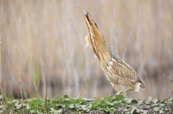 Bukač velký  ( Botaurus stellaris )