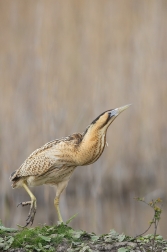 Bukač velký  ( Botaurus stellaris )