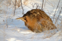 Bukač velký ( Botaurus stellaris )