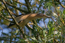 Bukáček malý  ( Ixobrychus minutus )