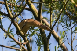 Bukáček malý  ( Ixobrychus minutus )