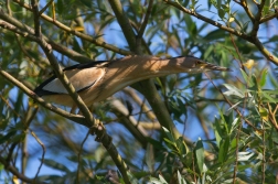 Bukáček malý  ( Ixobrychus minutus )