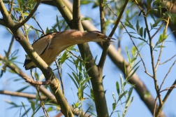 Bukáček malý  ( Ixobrychus minutus )