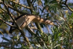 Bukáček malý  ( Ixobrychus minutus )