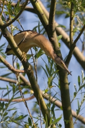 Bukáček malý  ( Ixobrychus minutus )