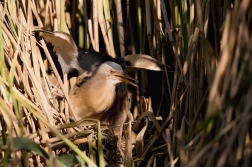 Bukáček malý  ( Ixobrychus minutus )