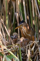 Bukáček malý  ( Ixobrychus minutus )
