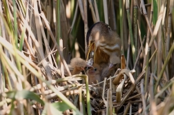 Bukáček malý  ( Ixobrychus minutus )