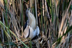 Bukáček malý  ( Ixobrychus minutus )