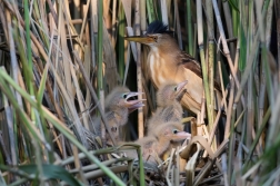 Bukáček malý  ( Ixobrychus minutus )