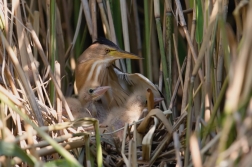Bukáček malý  ( Ixobrychus minutus )