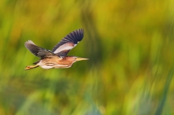 Bukáček malý  ( Ixobrychus minutus  )