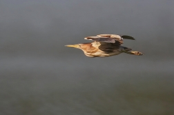 Bukáček malý  ( Ixobrychus minutus )